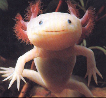 Axolotl 