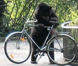 Teacher OK after crashing into bear on a bicycle