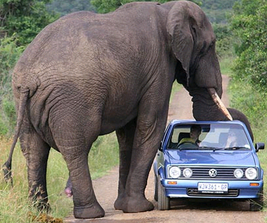 Your elephant is arrested after stealing cars to pay for the next sweet hit.