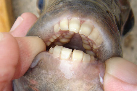 Fish With Human-Like Teeth