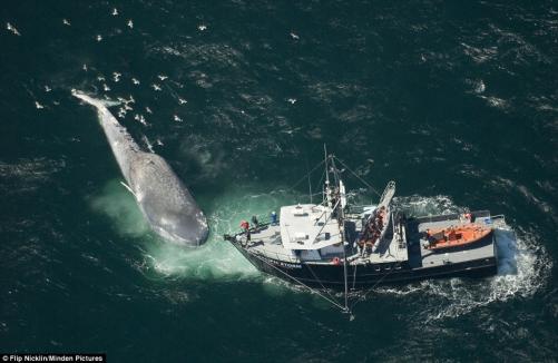 Giant blue whale