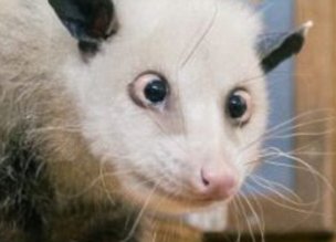 Heidi the cross-eyed opossum 