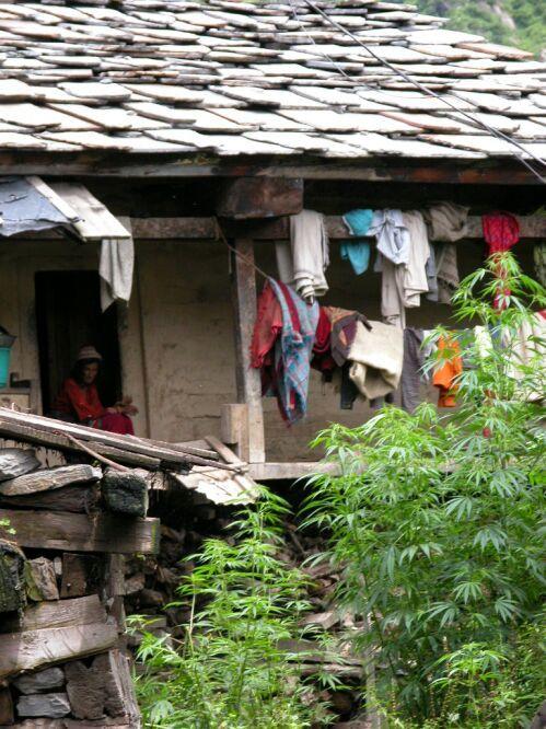 High times in the Himalayas