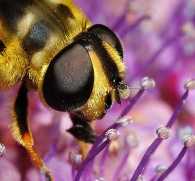 Hoverfly Myathropa florae enlargement