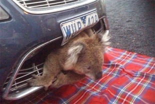 Koala survives highway ride wedged in car