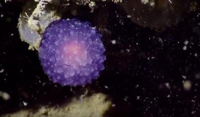 Mysterious Bright Purple Blob
