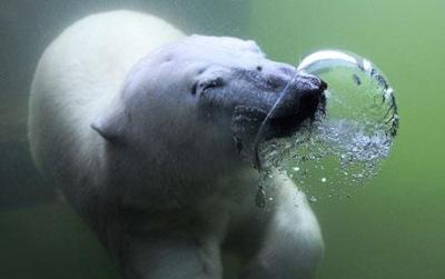 Polar bear photographed blowing bubble