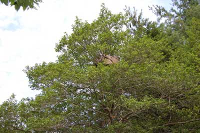 Pot plants found 30 feet up holly tree