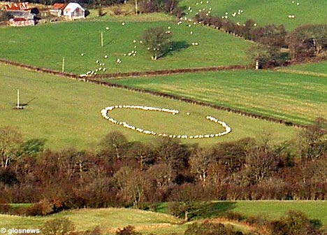 SHEEP circle