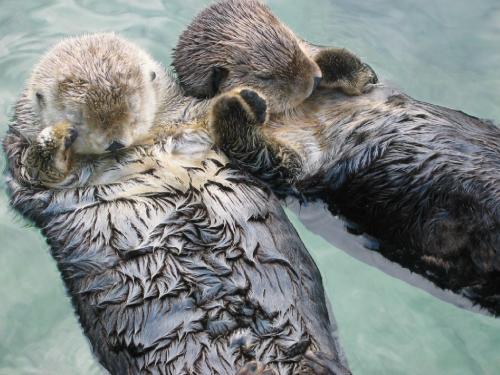 Sea otters sleep holding hands