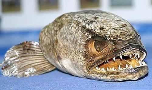 10 Most Diabolical Fish On Earth