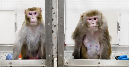 Canto, left, a 27-year-old rhesus monkey, is on a restricted diet, while Owen, 29, is not. The two monkeys are part of a study of the links between diet and aging. 