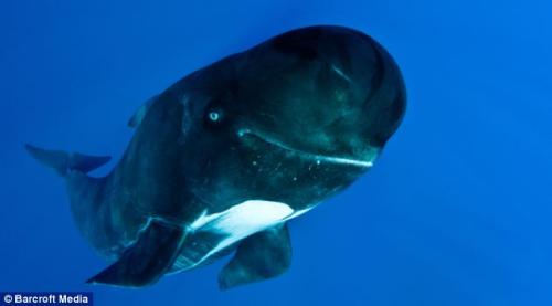 Whales smiles for the camera in Straits of Gibraltar