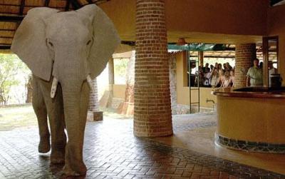 Wild elephants stroll through hotel reception