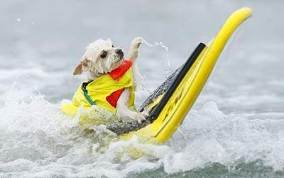 World Dog Surfing championships