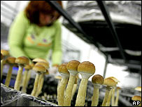 Netherlands bans magic mushrooms