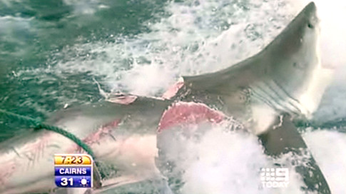 10-foot Great White Shark bitten nearly in half by 20-foot 'monster shark' near Australian beach