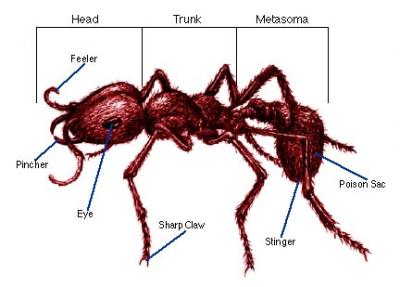 Ant Anatomy