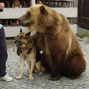 Der Bär ist zahm und war mit einem Hund im Frachtraum