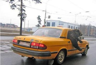 Bear in the cab