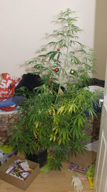 cannabis 'Christmas tree'