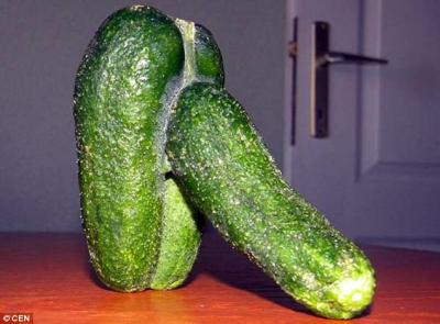 cucumber Penis