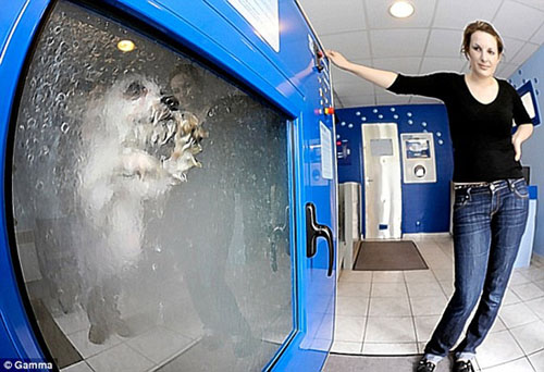 Dog-o-Matic Washes Your Dog