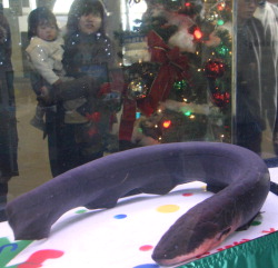 Electric eel used to power Xmas lights