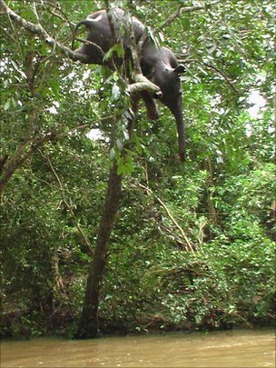 elephant calf found dead in tree