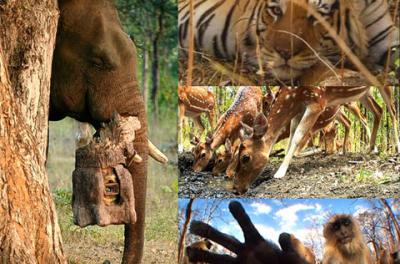 Nature Documentary Uses Elephants as Camera Crew