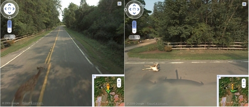 Google Maps Car Hits a Deer, Records Entire Ordeal on Google Maps