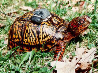 Satnav turtle locates cannabis stash