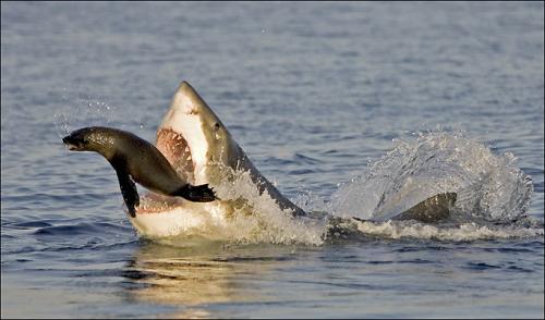 Great White makes a lunge for the seal