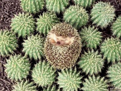 Hedgehog and cactus