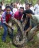 Huge python makes a meal of 11 guard dogs