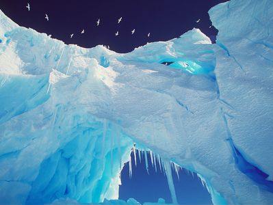 Snow petrels over ice bridge