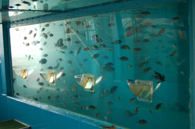 The Impossible Fish Tank  