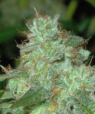 Indoor cultivation and potency on the rise