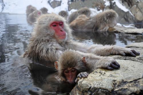 Japanese Use Wild Monkeys To Track Radiation
