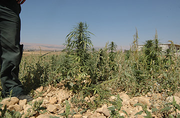 A Comeback for Lebanon's Hashish