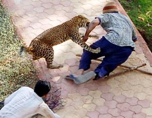 Leopard dies from people attack