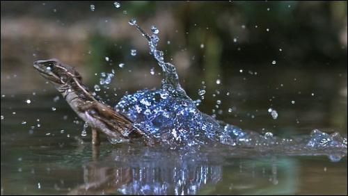 Lizards filmed 'walking on water'