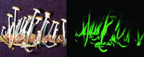 Glow-in-the-Dark Mushrooms Discovered