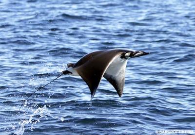 Mobula Rays 