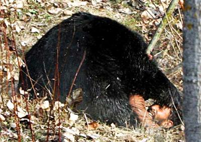 This bear's bit in the woods