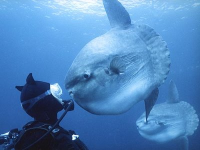 The giant ocean sunfish