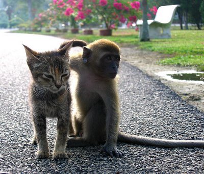 Monkey and Kitten