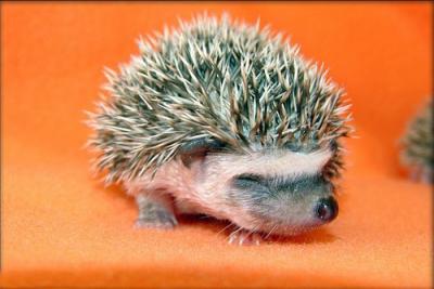 Newborn Hedgehogs (cute!)