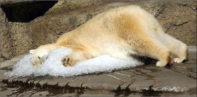 polar bear cool