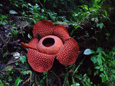 rafflesia-arnoldii